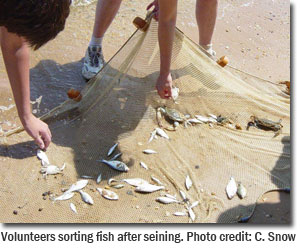 Volunteers sorting fish after seining. Photo credit: C. Snow