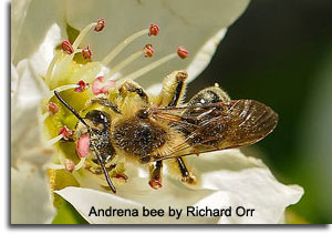 Andrena bee by Richard Orr