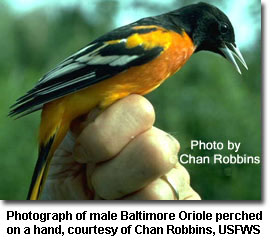 Photograph of male Baltimore Oriole perched on a hand, courtesy of Chan Robbins, USFWS