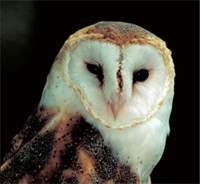 Photo of Barn Owl courtesy of USFWS