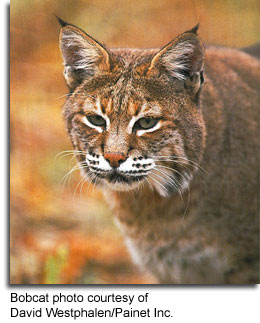 Bobcat_DavidWestphalen_PainetInc.jpg