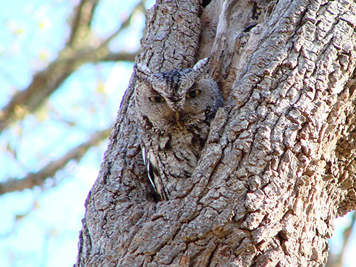 Screech owl in a cavity by Zach from Gamboa, Panama - Screech Owl 02, CC BY-SA 2.0