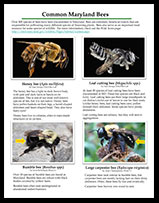 Common Bees of Maryland