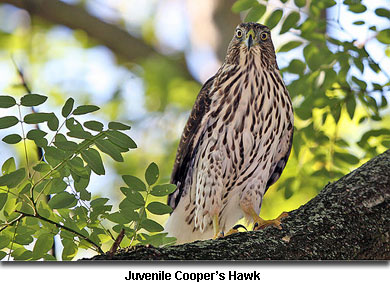 Juvenile Cooper's Hawk 