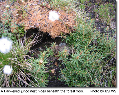 A Dark-eyed Junco nest hides among the forest floor Photo by USFWS