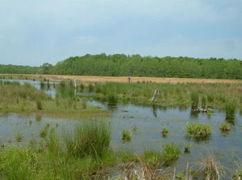 Photo of  habitat for Barking Treefrog, courtesy of Maryland Land Incentive Program