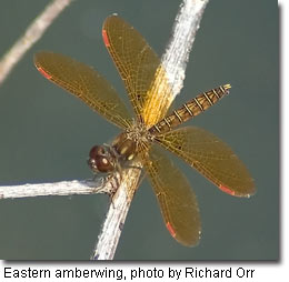 Eastern amberwing, photo by Richard Orr