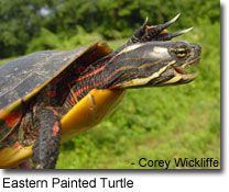 Turtles In Maryland - Maryland's Wild Acres