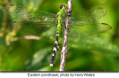 Eastern Pondhawk by Kerry Wixted