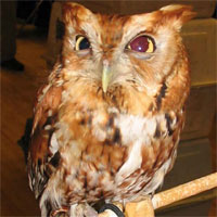 Photo of Eastern Screech Owl courtesy of Kerry Wixted