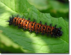 Baltimore Checkerspot caterpillar
