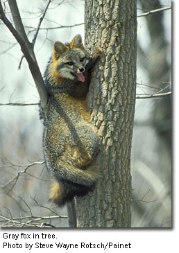  Photo of gray fox in tree by Steve Wayne Rotsch/Painet 