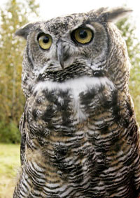 Great-Horned Owl, photo by Ronald Laubenstein, USFWS