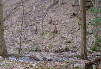Habitat photo of Valley and Ridge Salamander courtesy of Matt Kline