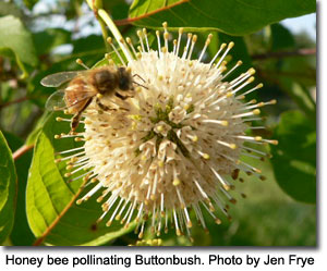 Honey bee pollinating Buttonbush, photo by Jen Frye