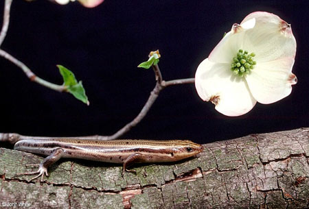 Common Five-lined Skink Adult, photo by John White