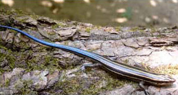 Common Five-lined Skink Juvenile Photo by David Kazak