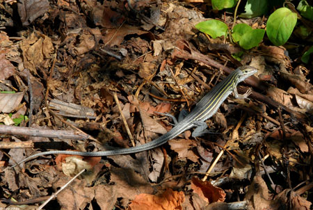 Six-Lined Racer Adult photo by John White