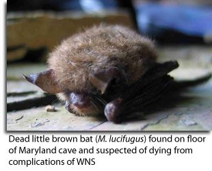 Carcass of Little Brown Bat found on floor of Maryland Cave