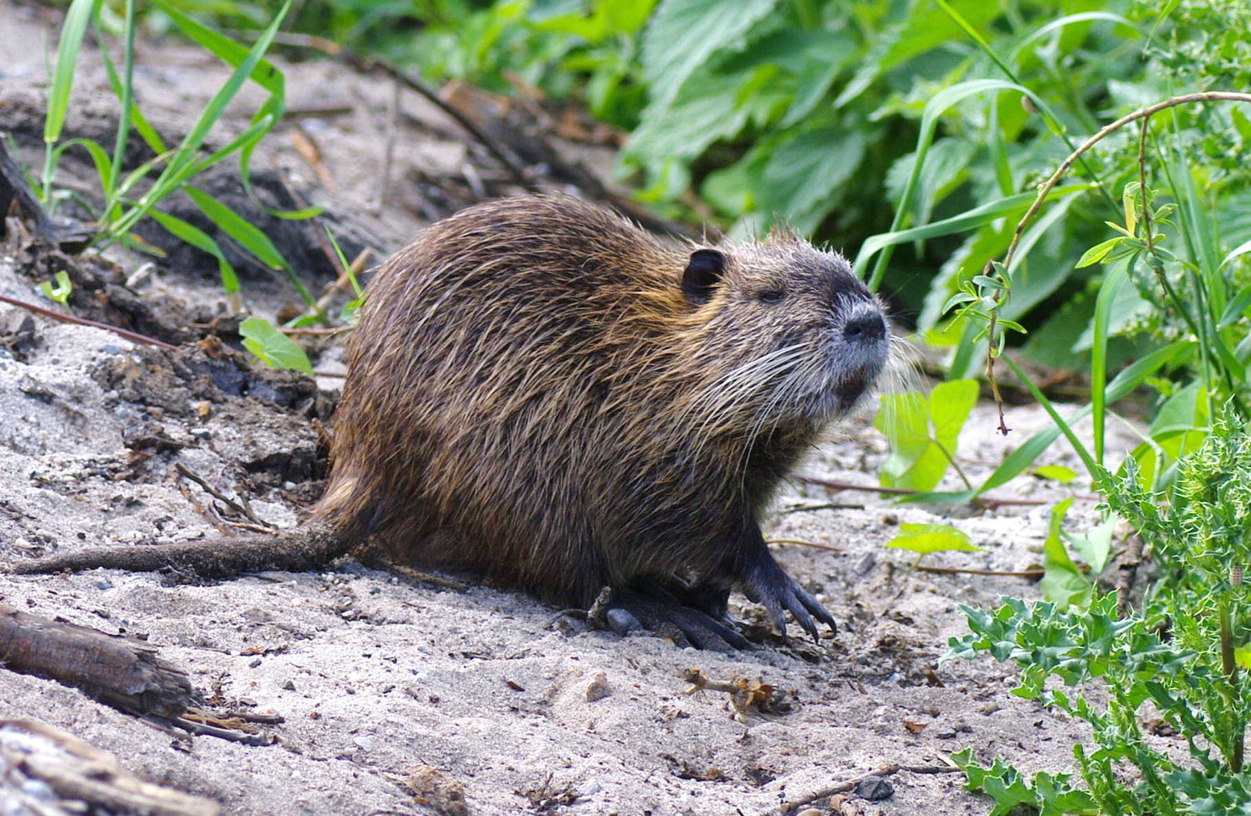 Nutria An Invasive Species