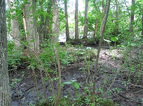  Tidal Hardwood Swamp, photo by Peter Strango, III 