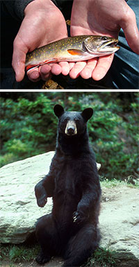  (top)Brook Trout by Kerry Wixted; Black Bear, photo by USFWS