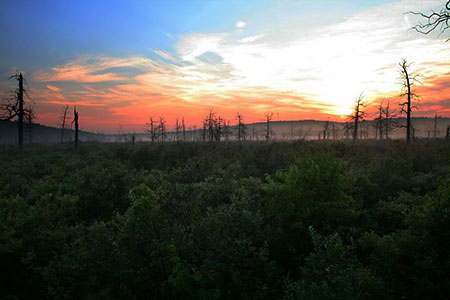 Finzel Swamp in the morning, photo by David Yeaney
