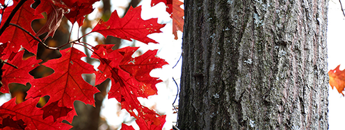 Northern red oak in fall (left) and bark (right) By: Katja Schulz Flickr CC BY 2.0