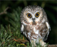 Photo of Northern Saw-whet Owl, courtesy of George Jett