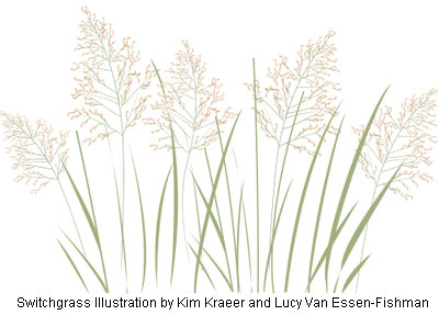 Switchgrass illustration by Kim Kraeer and Lucy Van Essen-Fishman