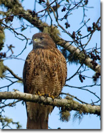 Perched_Red-tailedHawk_USFWS.jpg
