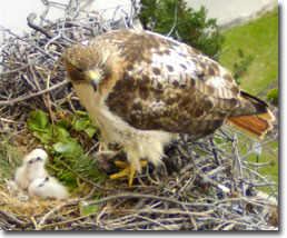 Red-tailed Hawk with chicks, courtesy of University of Wisconsin, Madison 