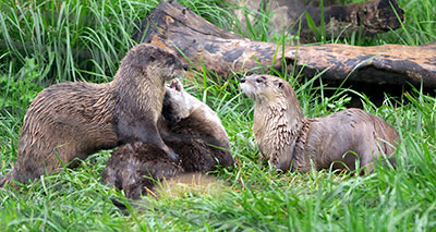 River otters playing by David Ellis, Flickr CC BY-NC-ND 2.0