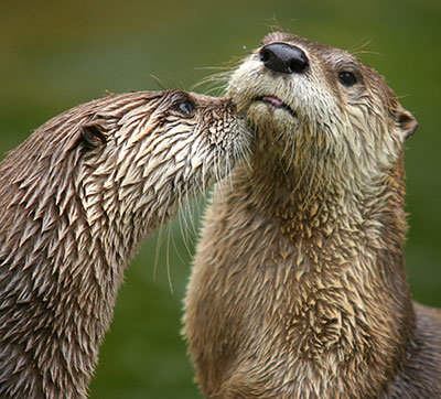 North American river otters by Dmitry Azovtsev Wikimedia CC BY-SA 3.0