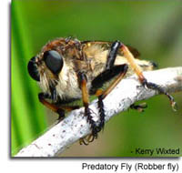 Predatory Fly (Robber fly) photo by Kerry Wixted