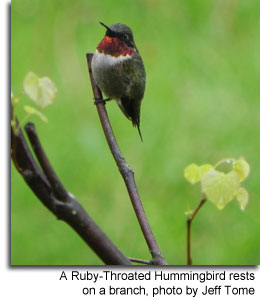 A Ruby-Throated Hummingbird rests on a branch, photo by Jeff Tome