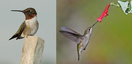 Ruby-throated hummingbird male (left) by Joe Schneid and female (right) by Dick Daniels, Wikimedia Commons