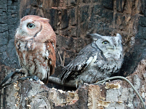 ScreechOwls_Red-and-gray-morphs_DickDaniels.png
