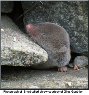 Photograph of Short-tailed shrew courtesy of Giles Gonthier 