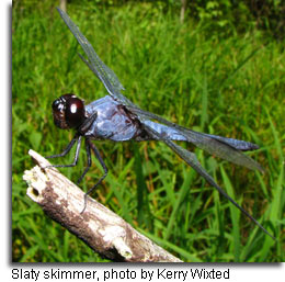 Slaty skimmer, photo by Kerry Wixted