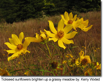 Tickseed sunflowers brighten up a grassy meadow by: Kerry Wixted