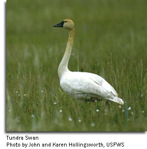 Tundra_Swan_Hollingsworth_USFWS.jpg