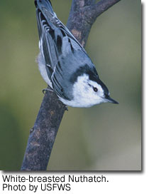 White-breasted Nuthatch, photo by USFWS 