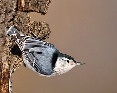 White breasted Nuthatch by Dean Newman