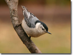 White-breasted Nuthatch - I-Stock Photo 