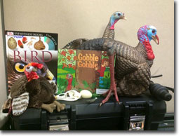 Photo of Wild Turkey Education Trunk contents