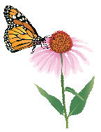 Monarch butterfly on Coneflower illustration