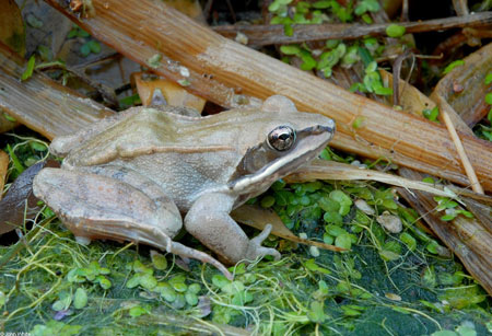 Adult Wood Frog, photo courtesy of John White