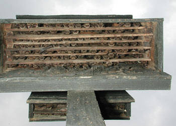 Photograph of Large Nursery Box filled with small bats