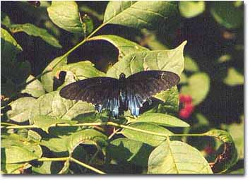 Color photograph of Pipe vine swallowtail on a bush by Anthony Burrows